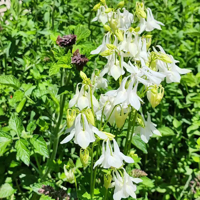 White Alba Columbine Flower