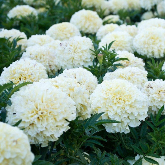 PRE-ORDER White Kilimanjaro African Marigold Live Plant - Annual Flower, Full Sun, White Blooms