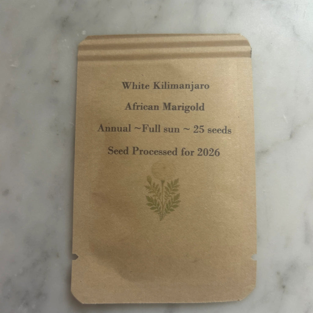 White Kilimanjaro African Marigold Seeds - Annual Flower, Full Sun, White Blooms