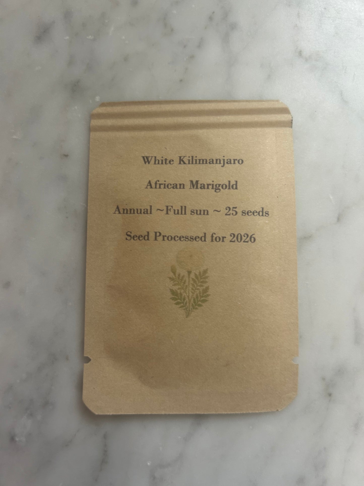 White Kilimanjaro White African Marigold - 25 or 100 Seeds, Annual Flower, Full Sun