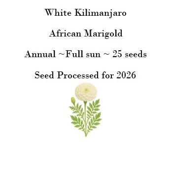 White Marigold Front of Seed Packet