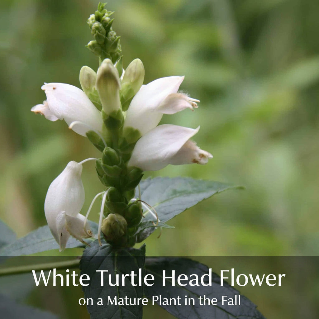 White Turtle Head Live Plants (Chelone Glabra)