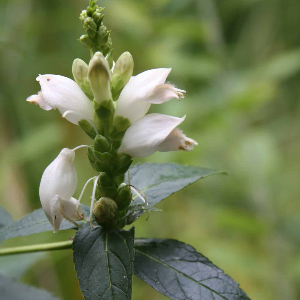 White Turtle Head Live Plants (Chelone Glabra)