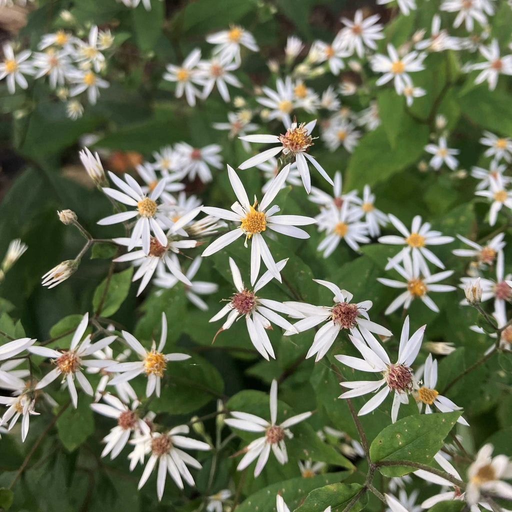 White Wood Aster Plants (Eurybia Divaricata)