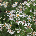 White Wood Aster Plants (Eurybia Divaricata)