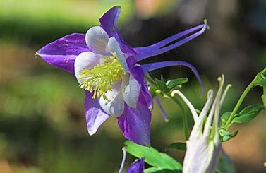 Wild Blue Columbine Flower