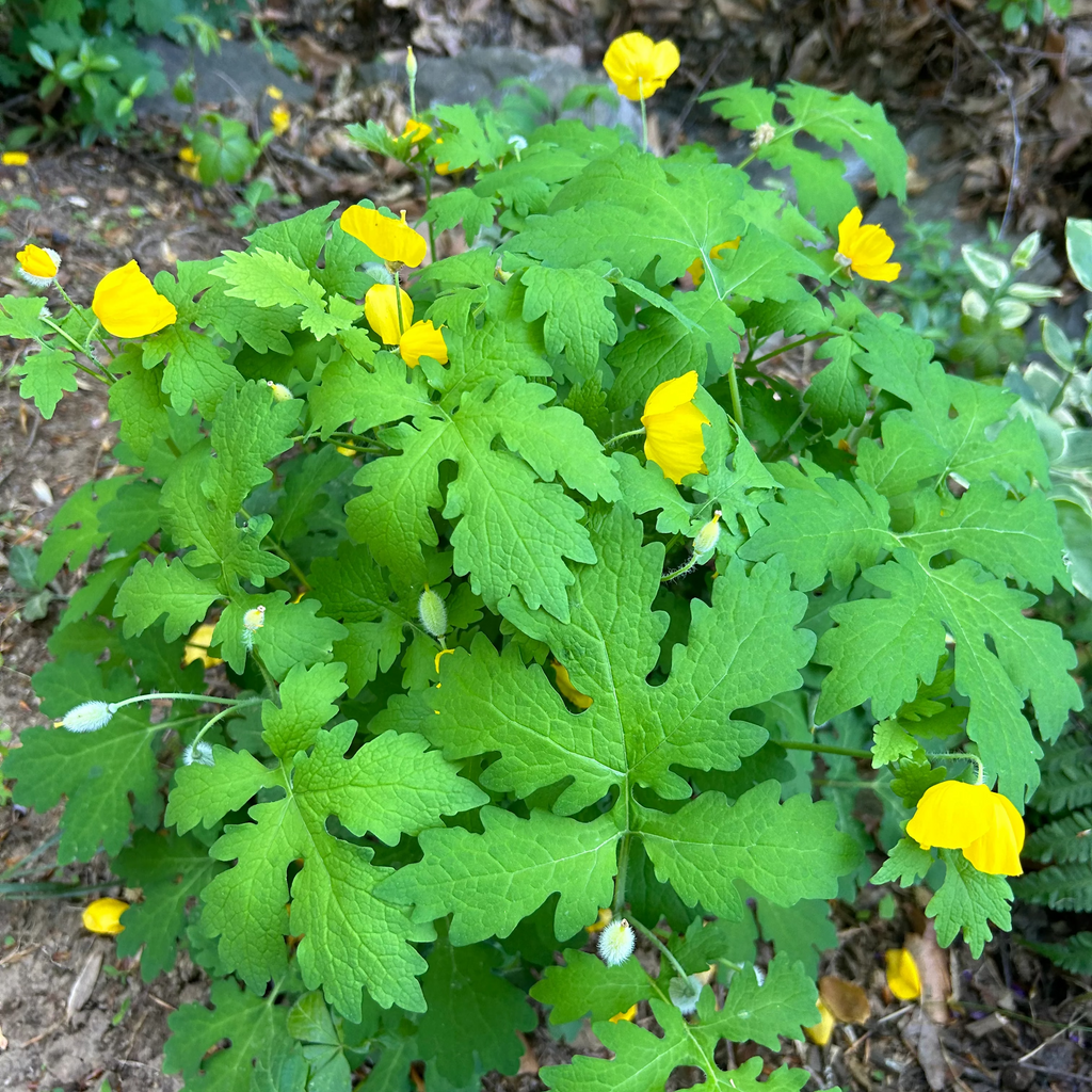Woodland Poppy Seeds, Native Woodland Perennial, Yellow Spring Blooms, Zones 4-9