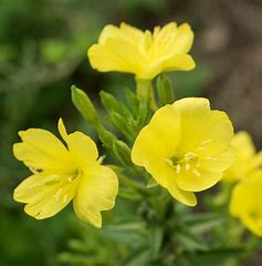 Common Evening Primrose Plant