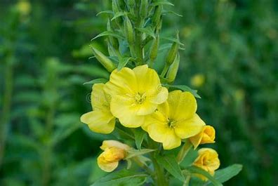 Yellow Evening Primrose Flower